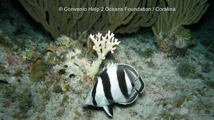 fishesDisk (57)_212